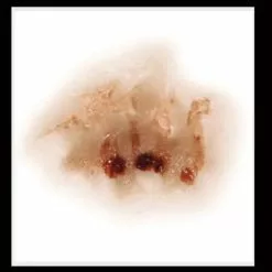 Zombie Nose Transfer Tattoo -Gemmy Sales transfers ZombieNose 450x450.jpg 73948.1674314489